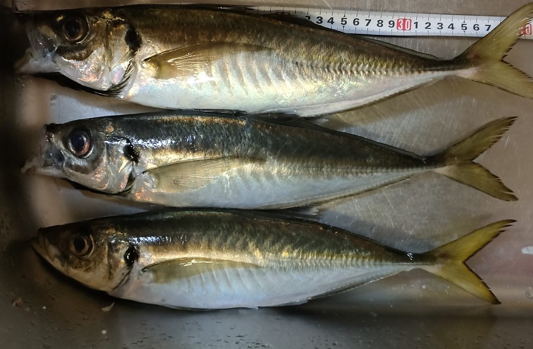 釣ったアジをメジャーに当てて体長を測っている写真。