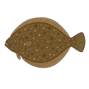 ヒラメ
