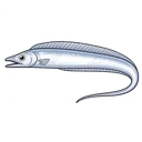 タチウオ